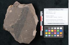 Foto (Objekt + Etikett) von Quercus drymeja Unger (NHMW-GEO-2024-0188-7971)